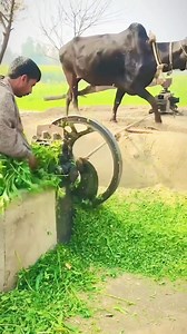 Smart Method of cutting animal fodder | Asare Obed