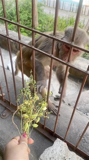 #monkey #shorts #youtubeshorts #cute #short #funny #viral #video #subscribe #vlog #shortvideo #yt 🐒