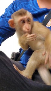 Let's injoy with adorable monkey, but thier life are so sad, they were abandoned here. | Monkey Magic