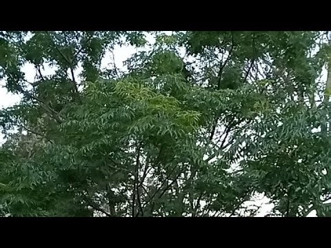 #175live Birds in Song White Noise for Deep Relaxation, Study & Focus | Calming Nature Sounds