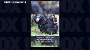 Sloth bear cub introduced at Seattle's Woodland Park Zoo