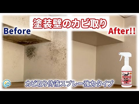 壁の黒カビを除去する！部屋や押入れ・クローゼットの壁に使われている塗装壁を強力なカビ取り侍 強力タイプで真菌・細菌を取るおすすめ方法！消臭！カビキラーとハイター、クーポン情報は説明欄に記載