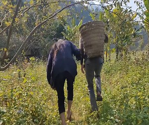 1.4M views · 24K reactions | Harvesting Apples in the garden to share with everyone on Christmas | Agh 12 | Facebook