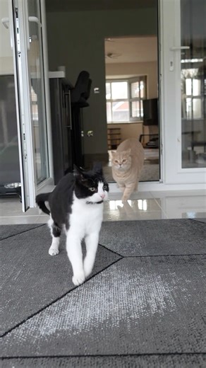 Cats Running In Slow Motion (Sony a6700)