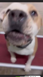 did not make it a small terrier mix that gaves little kisses Elisted at roswell animal control tel 5756246723 Omg willow so cute. She will give little kissess for her treats. adorable. she is 60lbs 2 years old id a010902 eted to adopt call the shelter . can adopt in person or via email . will need a vet appointment for spay/rabies shot . question dm heather brown rescue contact fora rescue | Jo Wallace