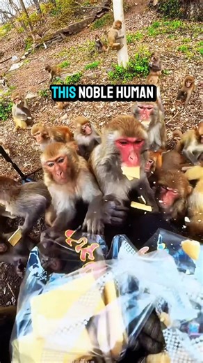 Man Feeds Hungry Monkeys – The Cutest Chaos Ever! 🐒🍪