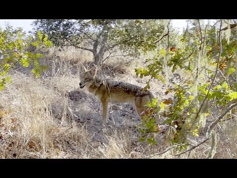 The 4 C's of Urban Ecology | California Academy of Sciences