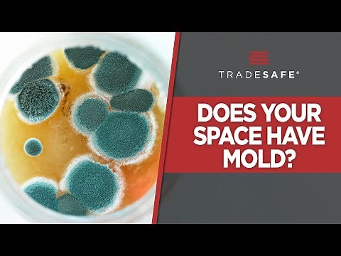 How to Test for Mold in 4 Easy (DIY) Steps!