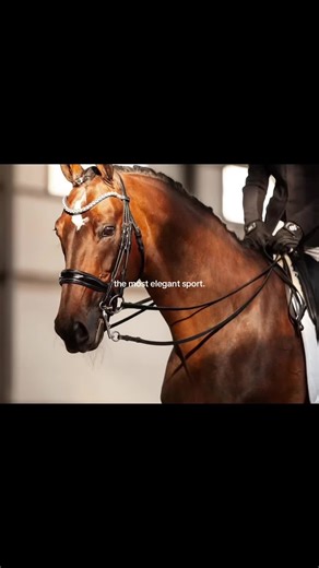 Equestrian Elegance: The Most Elegant Sport