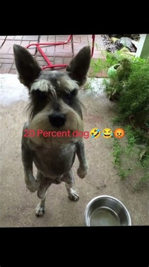 feet dog🤤🥰🥳🥺 #edit #memes