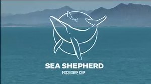 SEA SHEPHERD CAPTURES RARE DRONE FOOTAGE OF ENDANGERED VAQUITA AND CALF ON THE BRINK OF EXTINCTION During our 2023 Survey of the Vaquita Refuge, the crew of the Seahorse was able to capture this extended footage of the elusive endangered Vaquita Porpoise. The results of the survey show that only 10-13 Vaquita remain, and they need each of us to help them survive. Join Sea Shepherd's mission to save a species today at seashepherd.org 🎥: Dan Soibelman / Sara Newton / Christian Gomez / Sea Shepher