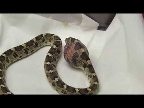 African Egg-Eating Snake Eating an Egg【HD】