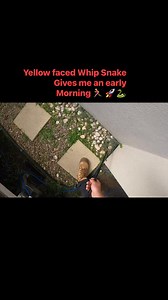 Yellow Faced Whip Snake took off like a Rat up a drainpipe 🚀🐍 #hudsonsnakecatching #oxenford #goldcoast #scenicrim | Hudson Snake Catching - Gold Coast Snake Catcher