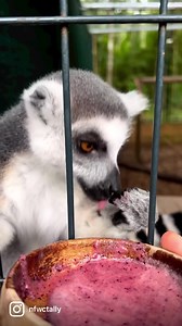 2.5K views · 57 reactions | Yum! Mifaly, the endangered ring-tailed lemur, is enjoying a nutrient-rich fruit smoothie  | North Florida Wildlife Center | Facebook