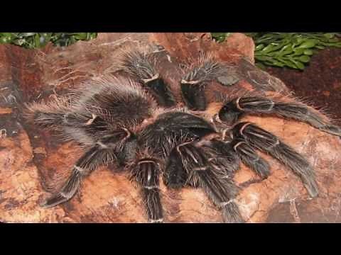 Giant Spiders: Discover the World's Largest Tarantulas