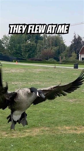 They Screamed and Flew Straight at Me