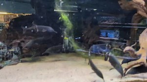 71K views · 10K reactions | Something a bit different Elephant nose fish ..really intelligent fish for a community aquarium.. just be sure to offer them the correct foods and keep in either one or a small shoal ...(sorry it's a bad tank for reflections) | Pier Aquatics | Facebook