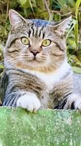 Cat resting in grass, peaceful nature vibes 😺 #RuralCat #NatureLover #CutePets #CatVideo | Cute Cat