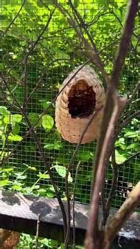 Join me for a walk in my outdoor bird aviary 🤩