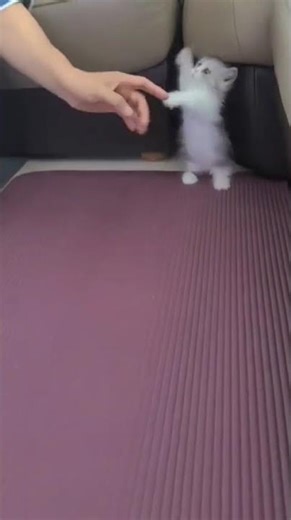 This kitten's hand and leg movement is incredible #kitten #cute