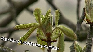 Plants: Cast chestnut tree and fertilize - That's how it's done | 2025