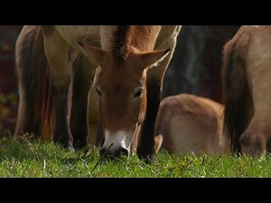 Wild Inside the National Zoo: Saving the Last Wild Horses