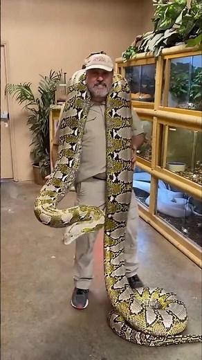 How Dangerous is it to Catch a Python #facts