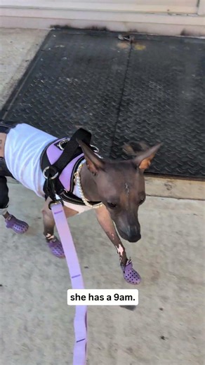 Xoloitzcuintli Has a 9AM | Hairless Dog Corporate Commute in Brooklyn