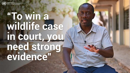 Wildlife forensics plays a vital role in combating one of the world’s largest organized crimes. From crime scenes to courtroom convictions, forensic science helps protect endangered species, bring criminals to justice and dismantle trafficking networks. Armand shares why preserving evidence is key to #EndWildlifeCrime. Watch the video to learn more⬇️and read the full story for additional details: https://bit.ly/4fmvFqH | UNODC - United Nations Office on Drugs and Crime