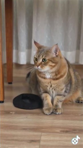 Epic Cat Fails Shorts #196 Witch Hat Trouble 🧙 #Halloween #CatFails