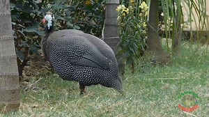 2.8K views · 164 reactions | Guinea Fowl Natural Sounds and Calls | Parrot Paradise | Facebook