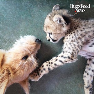 29K views · 455 reactions | Kris the cheetah and Remus the rescue dog have an unlikely friendship that will melt your heart ❤️ | BuzzFeed News | Facebook