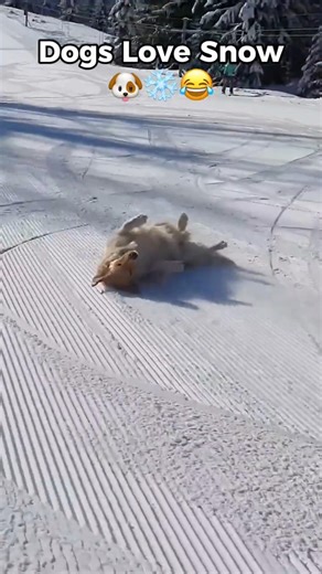 🐶❄️ Dogs vs Snow... But They Love It! Part 2 - Try Not To Laugh #dog #funny #funnyvideos