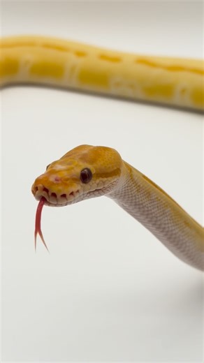 Opulent Reptiles on Instagram: "@batterupballs trying my light box out with his rainbow combo ball python.🐍 Go vote for him in this competition! https://www.thefatmannation.com/15minutes . . . Follow us @Opulent.Reptiles 💎 . . . #opulentreptiles #ballpython #desertghostclown #pythons #exotic #clownballpython #reptiles #ballpythons #axanthic #vpiaxanthicclown #vpiaxanthic #ballpythoncollection #piebald #desertghost #reptile #snake #python #ballpythonmorphs #snakesofig #reptilesofinstagram #snak