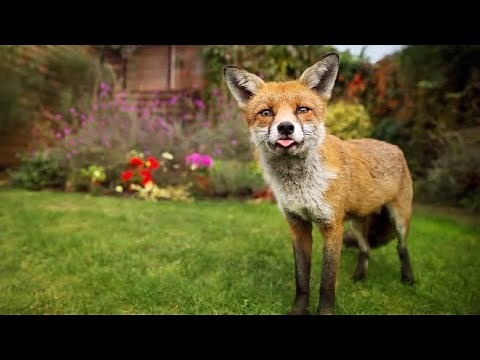 Dokumentarfilm über den Fuchs 🦊