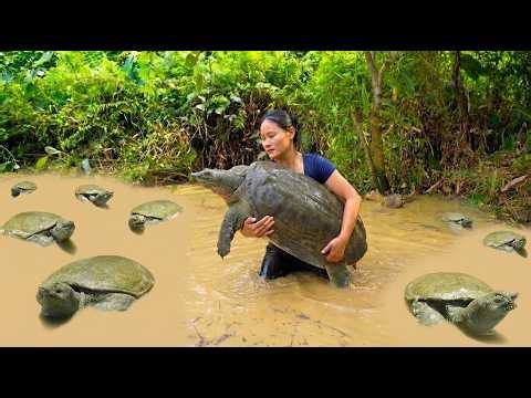 Harvesting Many Turtles In The Swamp Goes To Market Sell
