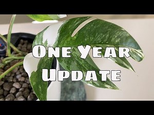 1 Year Epipremnum Pinnatum Variegata Propagation Update & Care Tips