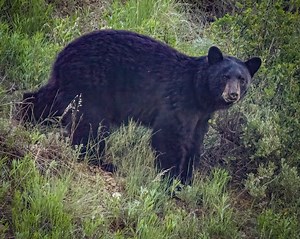 How you’re impacting ecosystems, and not in a good way