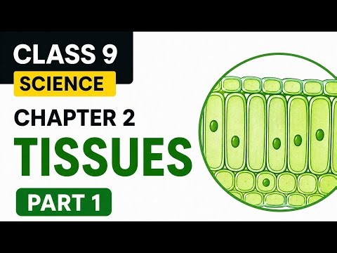 Tissues Class 9 (New Book) Part 1 | Easy Explanation in Hindi