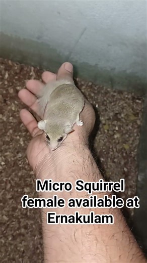 Micro Squirrel female available at Ernakulam