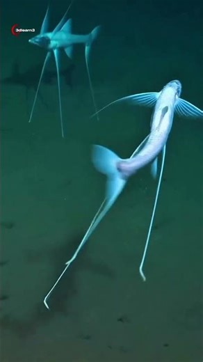 Deep Sea Tripod Fish: Ye machhli pairo par kaise khadi hoti hai?