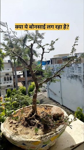 Bonsai trees for beginners