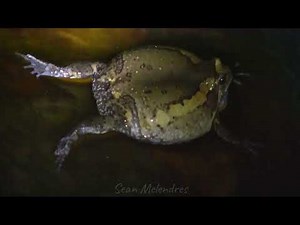 Banded Bullfrog sound