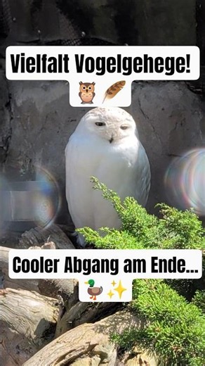 Faszinierende Vogelwelt im Zoo! 🪶🦉 Von der Schneeule bis zur Eiderente... #shorts