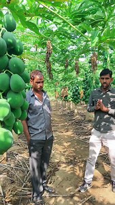 62K views · 3.5K reactions | Bhilvada,rajasthan  . . . . . . #papaya #papita #papitakikheti #taiwanredlady786 | Papaya Plant Nursery | Facebook
