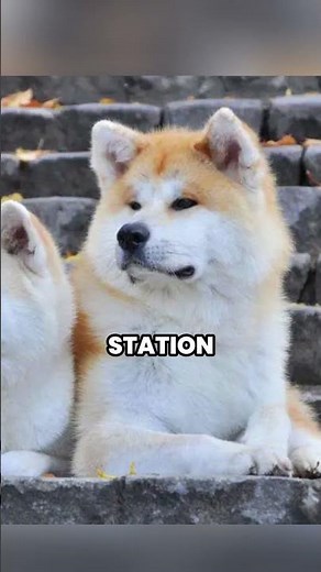Most Famous Dogs In The World 🐶🌍 | Lassie, Hachiko, Scooby-Doo & More