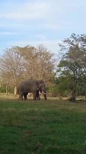 16K views · 257 reactions | Department of Wildlife Conservation, Sri Lanka on Reels | Facebook