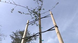 Santa Maria tree planting program sprouting improved quality of life for the city