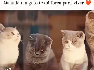 362K views · 6.2K reactions | Sensacional! Vejam até o final ❤️‍ | Nota News | Facebook