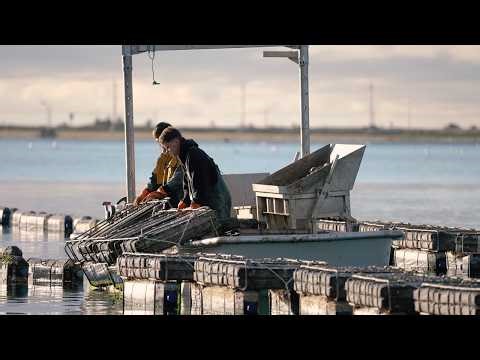 East Cape Oyster Company | Fall Harvest